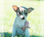 Small Photo #104 Chihuahua Puppy For Sale in WARSAW, IN, USA