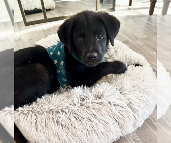 Medium Photo #1 Labrador Retriever-Unknown Mix Puppy For Sale in Spring Lake, NC, USA