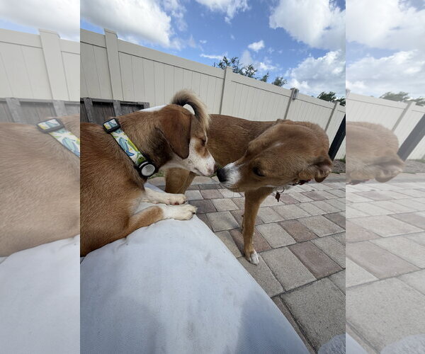 Medium Photo #2 Beagle Puppy For Sale in Tampa, FL, USA