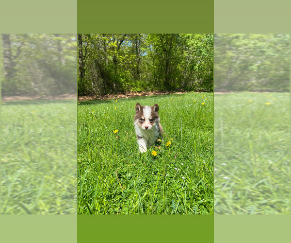 Medium Photo #5 Pomsky Puppy For Sale in DRACUT, MA, USA