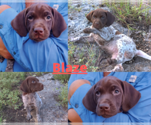 German Shorthaired Pointer Puppy for sale in BLANCO, TX, USA