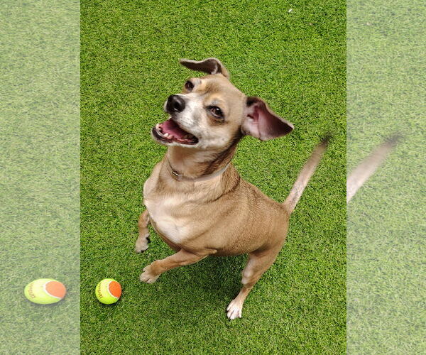 Medium Photo #7 Chihuahua-Unknown Mix Puppy For Sale in San Francisco, CA, USA
