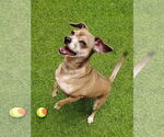 Small #6 Chihuahua Mix