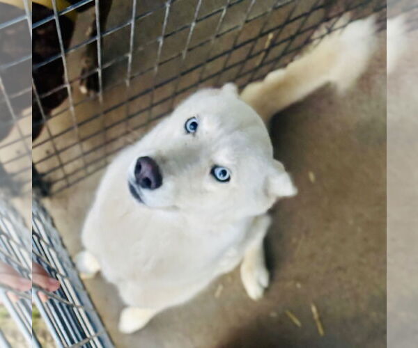Medium Photo #2 Siberian Husky Puppy For Sale in Waldron, AR, USA
