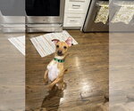Small #1 Chihuahua Mix