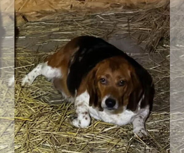 Medium Photo #4 Beagle Puppy For Sale in Foristell, MO, USA
