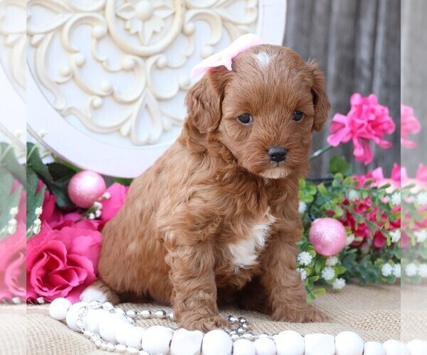 Medium Photo #9 Cavapoo Puppy For Sale in JONES, MI, USA