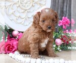 Small Photo #9 Cavapoo Puppy For Sale in JONES, MI, USA