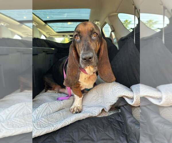 Medium Photo #1 Basset Hound Puppy For Sale in Evansville, IN, USA