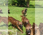 Small Photo #3 Boerboel Puppy For Sale in LOXAHATCHEE, FL, USA