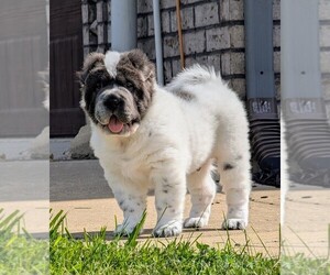 Chinese Shar-Pei Puppy for sale in SOUTHSIDE, TN, USA