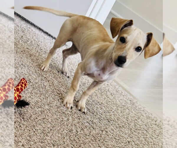 Medium Photo #4 Jack Chi Puppy For Sale in Princeton, MN, USA