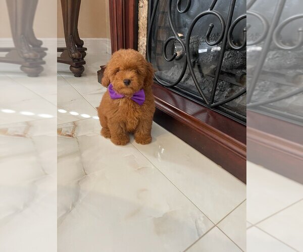 Medium Photo #1 Poodle (Toy) Puppy For Sale in ORLANDO, FL, USA