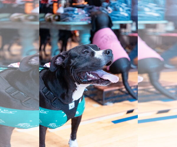 Medium Photo #2 American Pit Bull Terrier-Unknown Mix Puppy For Sale in Oakhurst, NJ, USA