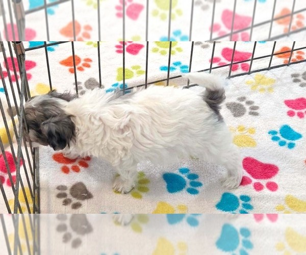 Medium Photo #6 Havapoo Puppy For Sale in ORO VALLEY, AZ, USA
