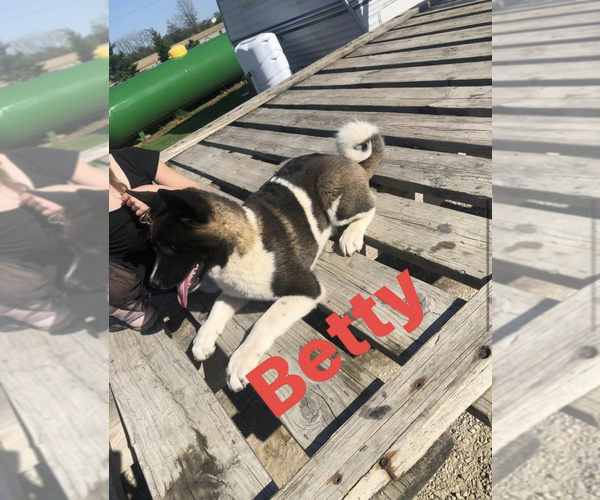 Medium Photo #1 Akita Puppy For Sale in PORTLAND, IN, USA