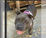 Small Photo #4 Bulldog-Unknown Mix Puppy For Sale in Berkeley, CA, USA
