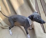 Small #3 Italian Greyhound