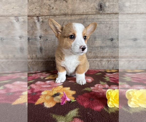 Medium Photo #12 Pembroke Welsh Corgi Puppy For Sale in VERMONTVILLE, MI, USA