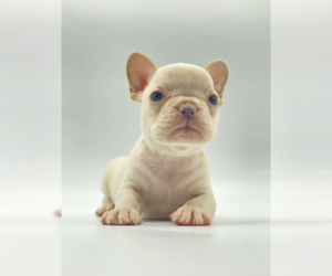 French Bulldog Puppy for Sale in ATLANTA, Georgia USA