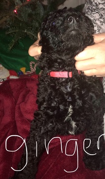 Medium Photo #8 Poodle (Standard) Puppy For Sale in TRYON, NC, USA