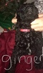 Small Photo #8 Poodle (Standard) Puppy For Sale in TRYON, NC, USA