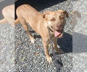 American Pit Bull Terrier-Unknown Mix Dogs for adoption in Staley, NC, USA