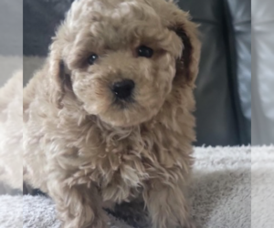 Poodle (Toy) Puppy for Sale in ELMHURST, Illinois USA