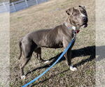 Small #10 American Pit Bull Terrier Mix