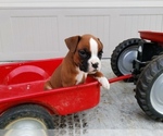 Puppy 2 Boxer