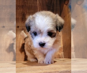 Mal-Shi Puppy for sale in PINK HILL, NC, USA
