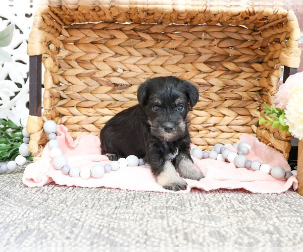 Medium Photo #15 Schnauzer (Miniature) Puppy For Sale in SYRACUSE, IN, USA
