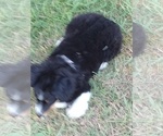 Small #7 Australian Shepherd