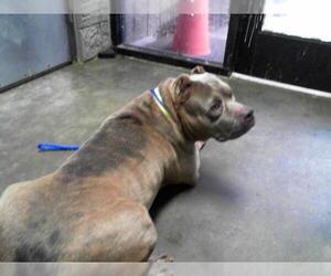 American Pit Bull Terrier-Unknown Mix Dogs for adoption in Tulsa, OK, USA