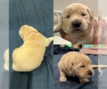 Small #4 Golden Retriever