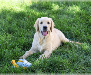 Golden Retriever Puppy for Sale in SYRACUSE, Indiana USA