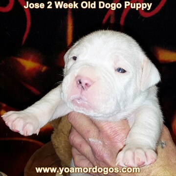 Medium Photo #16 Dogo Argentino Puppy For Sale in PINEVILLE, MO, USA