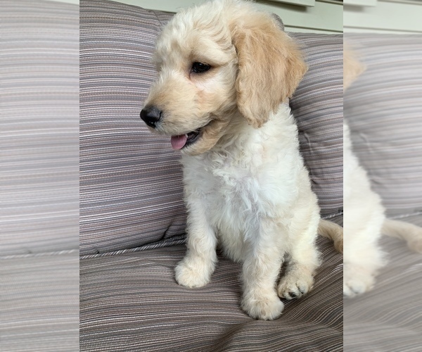 Medium Photo #2 Goldendoodle Puppy For Sale in ALFORDSVILLE, IN, USA
