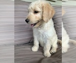 Small Photo #2 Goldendoodle Puppy For Sale in ALFORDSVILLE, IN, USA