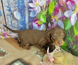 Dachshund Puppy for sale in CASSVILLE, MO, USA