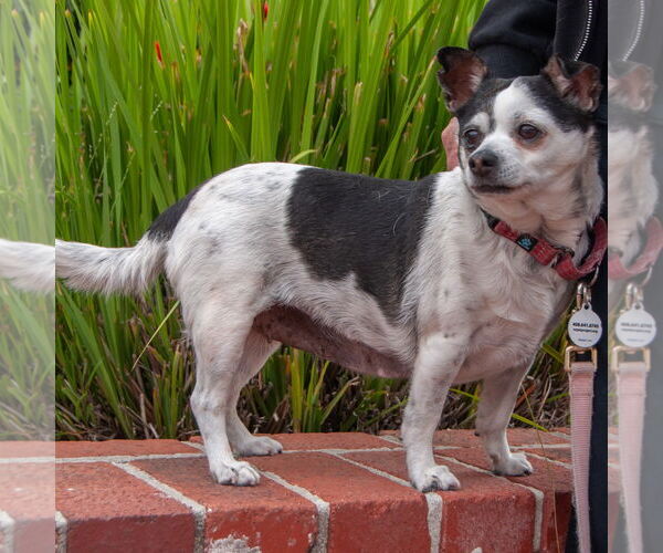 Medium Photo #16 Chihuahua-Unknown Mix Puppy For Sale in San Jose, CA, USA