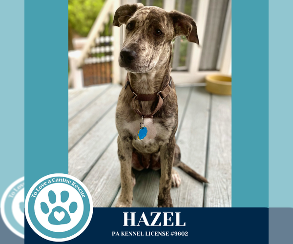 Medium Photo #2 Catahoula Leopard Dog-Great Dane Mix Puppy For Sale in Kimberton, PA, USA