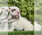 Small Photo #4 Bulldog Puppy For Sale in SAN DIEGO, CA, USA