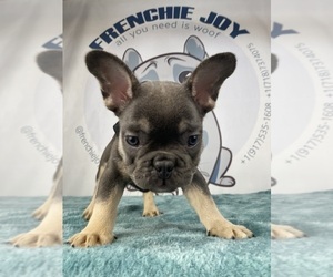 French Bulldog Puppy for sale in BROOKLYN, NY, USA