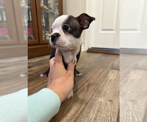 Medium Photo #6 Boston Terrier Puppy For Sale in FREDONIA, KS, USA