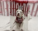 Small #9 American Pit Bull Terrier Mix