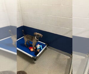 Labrador Retriever-Unknown Mix Dogs for adoption in Sterling, MA, USA