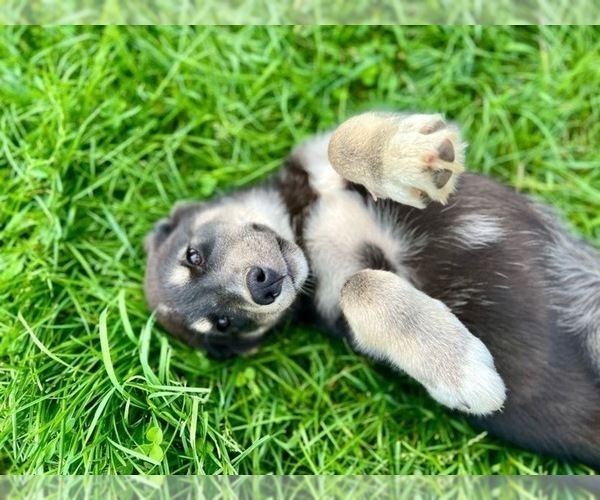 Medium Photo #1 Goberian Puppy For Sale in HESPERIA, MI, USA