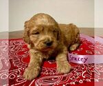 Small Photo #7 Goldendoodle-Poodle (Miniature) Mix Puppy For Sale in SQUAW VALLEY, CA, USA