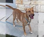 LINDA - Female Unknown-Vizsla Mix Dog for Adoption - Small photo